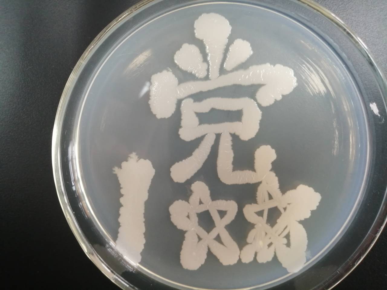 PC加拿大28